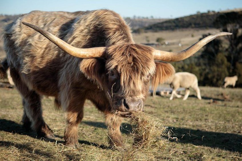 A yak grazing in a field with a hilly landscape in the background. 5