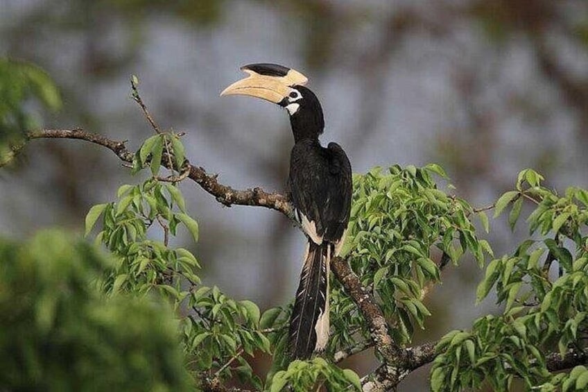 Wilpattu National Park Safari 3