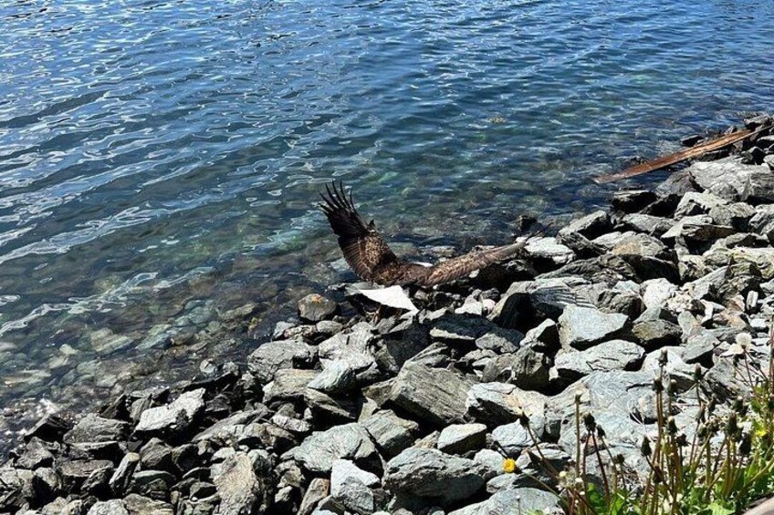 A rocky shoreline with clear water and a bird in flight. 2