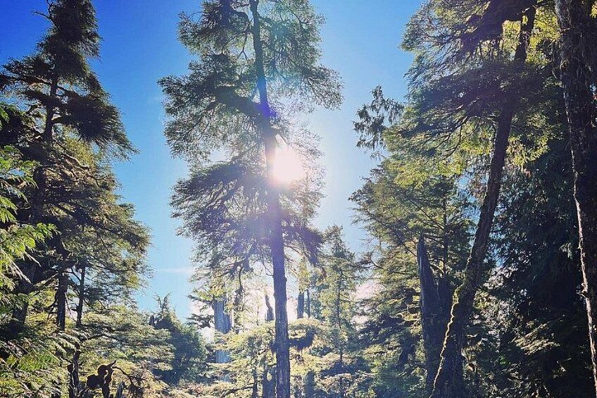 Un bosque denso con altos árboles de hoja perenne y luz del sol filtrándose entre las copas. 3