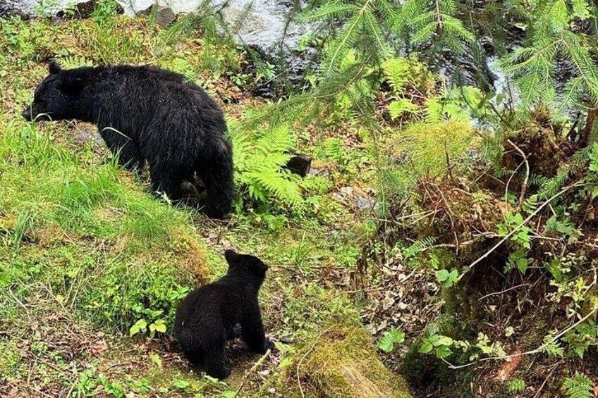 Un oso negro y su cachorro en un área boscosa con helechos y follaje. 2