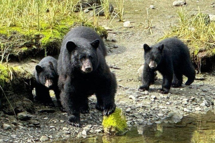 Tres osos cerca de un cuerpo de agua con rocas y vegetación. 1