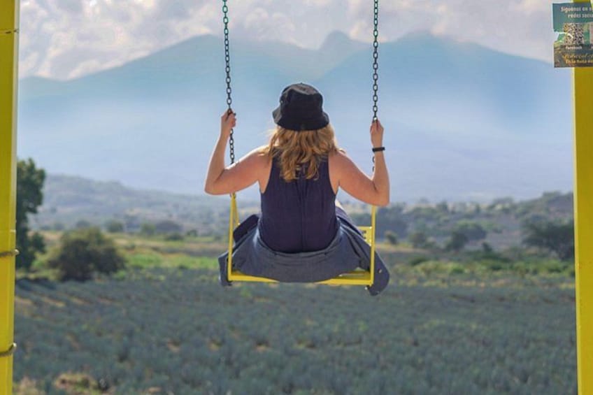 Premium Tour to the Tequila Route with Professional Tasting 3
