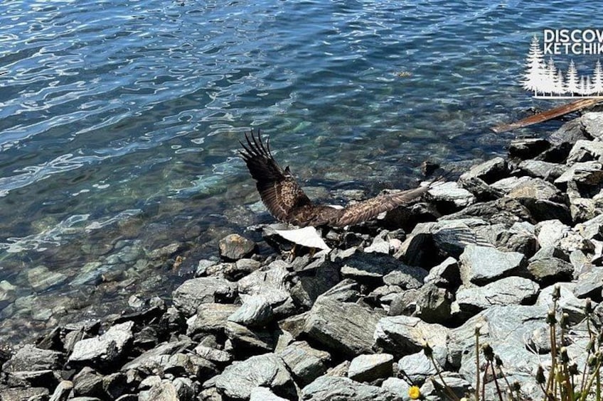 Saxman Native Village & Ketchikan City Tour 2