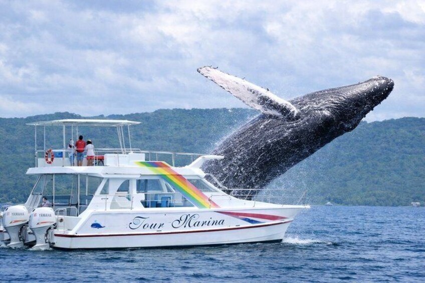 A boat named 'Tour Marina' with a whale tail above it. 1