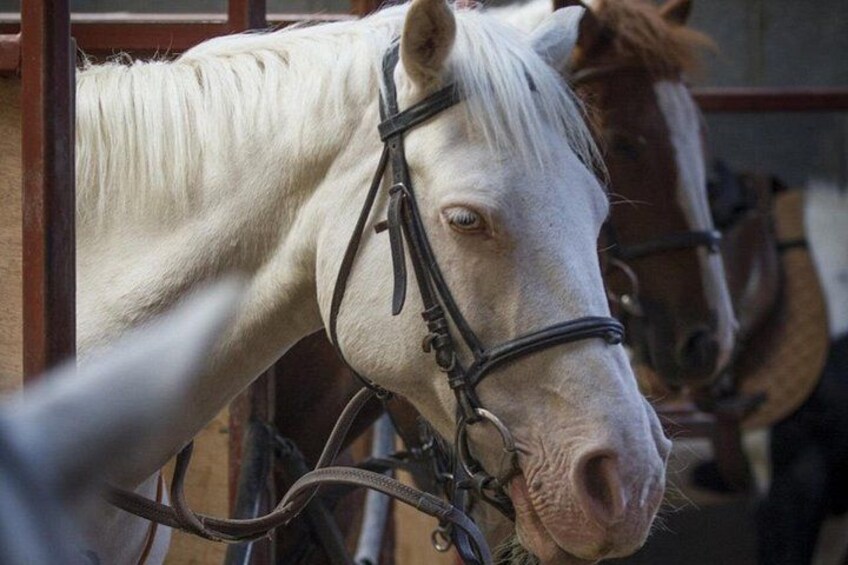 2 Hour Guided Beach and Countryside Horse Riding Outside Westport 2