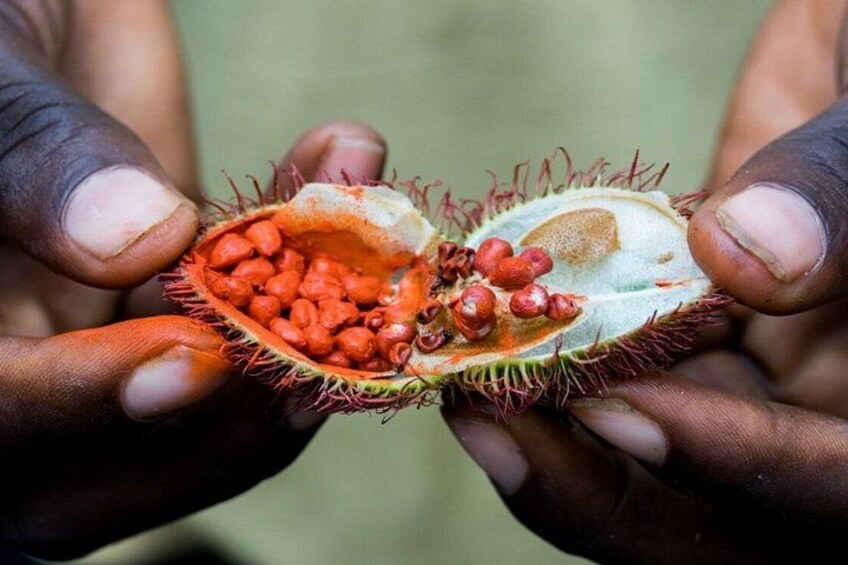 A person holding a pod of red seeds with a spiky exterior. 1