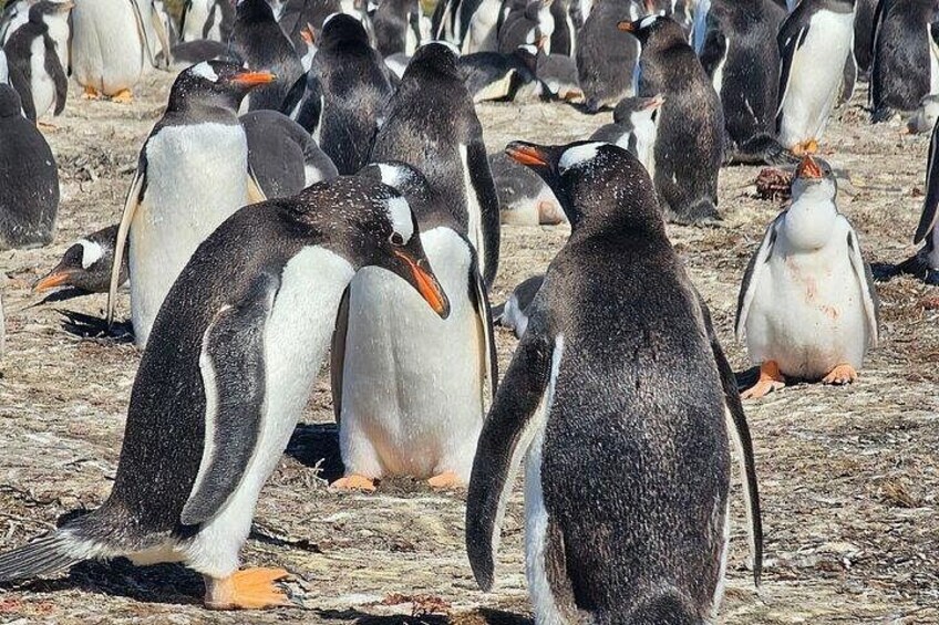 Falkland Islands Penguin Tour to Bertha’s Beach | Shore Excursion 4
