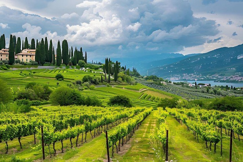 A vineyard with rows of grapevines, a building, and a mountainous landscape in the background. 2