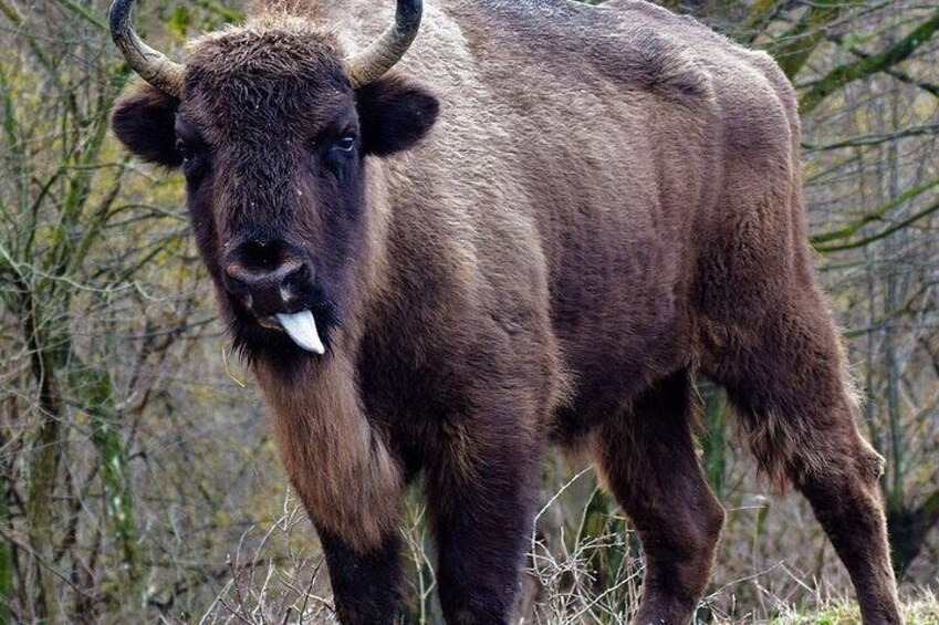 Bison Reserve and Salt Mine Europe's top Attractions Day Trip 1