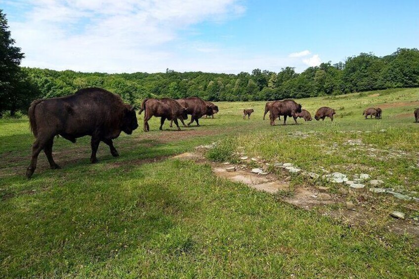 Bison Reserve and Salt Mine Europe's top Attractions Day Trip 4