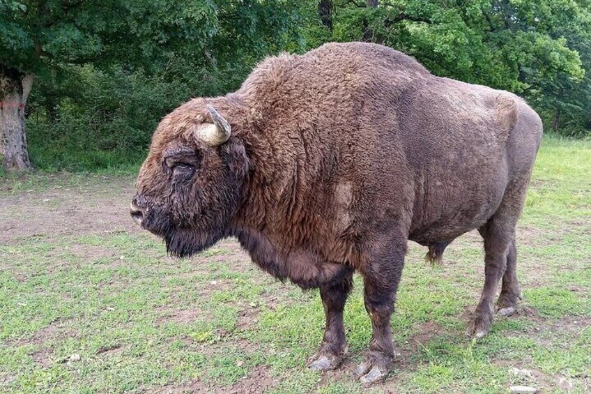 Bison Reserve and Salt Mine Europe's top Attractions Day Trip 5