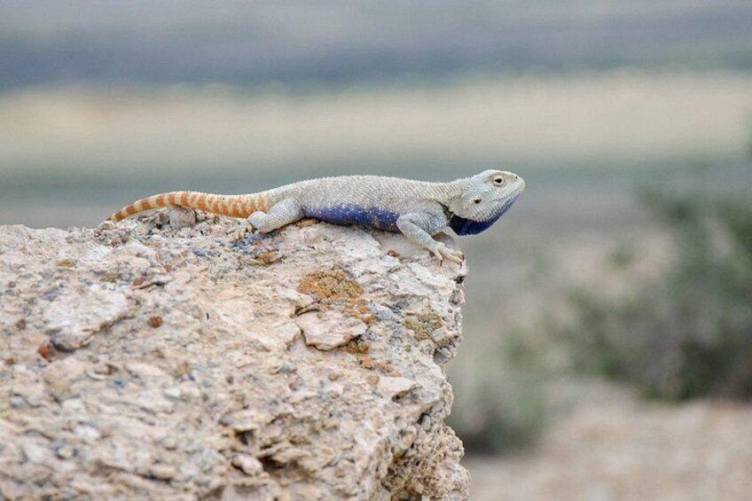 A bearded dragon on a rock. 2