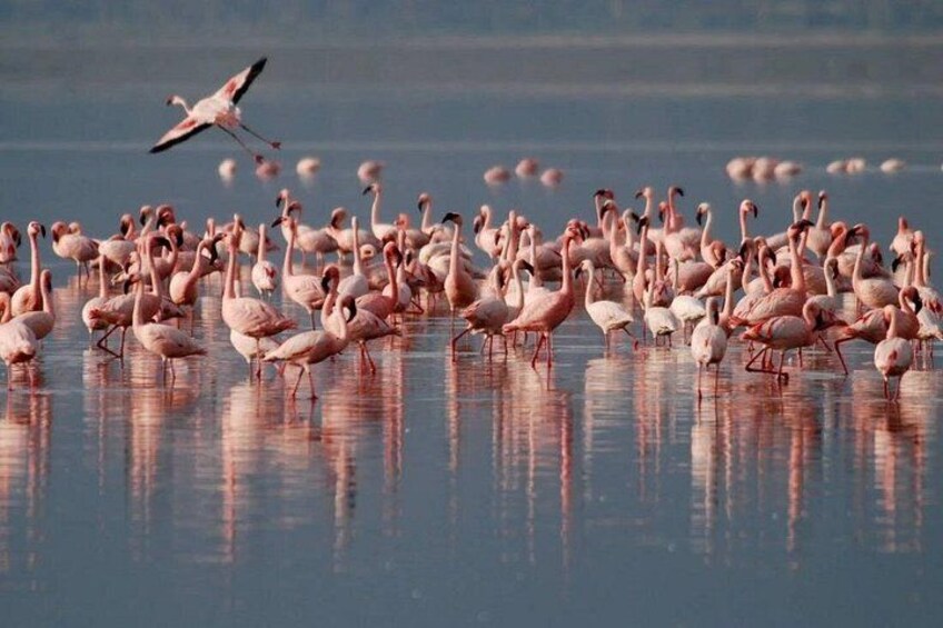 Un grande gruppo di fenicotteri in acque basse, con riflessi sulla superficie. 5