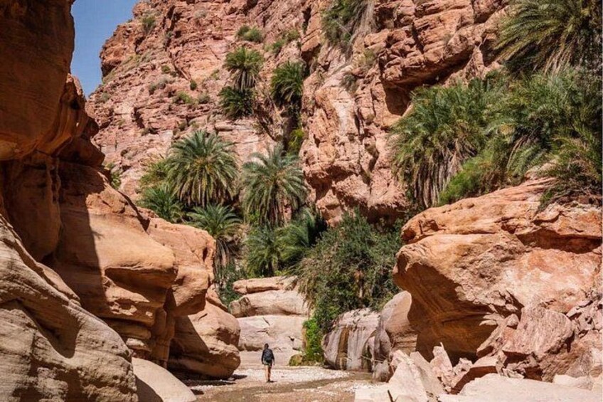 A canyon with red rock formations, palm trees, and a person standing in the middle. 5