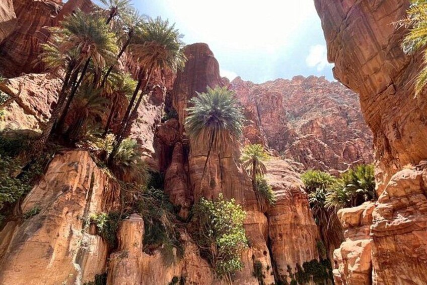 A canyon with red rock formations and palm trees. 3