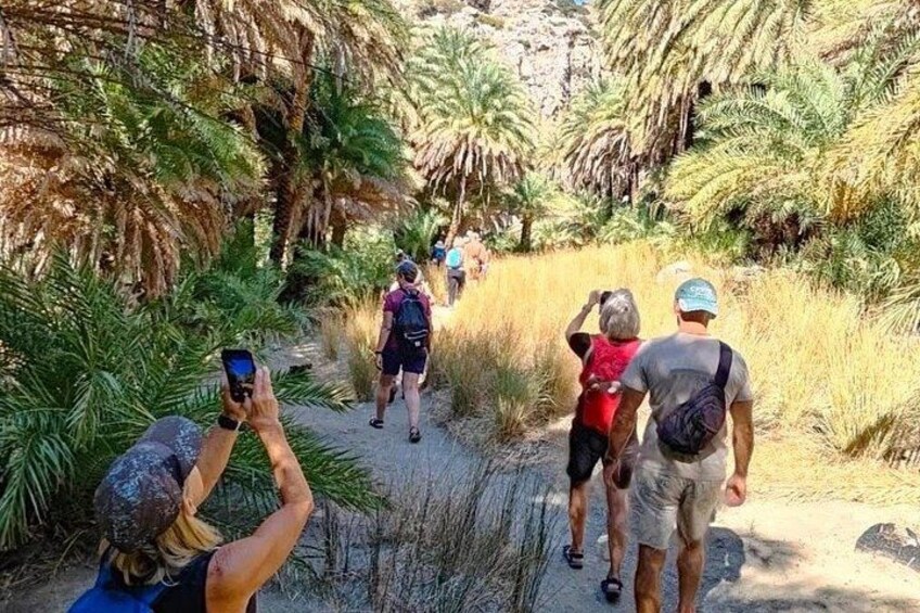 A group of people hiking on a trail surrounded by palm trees. 2