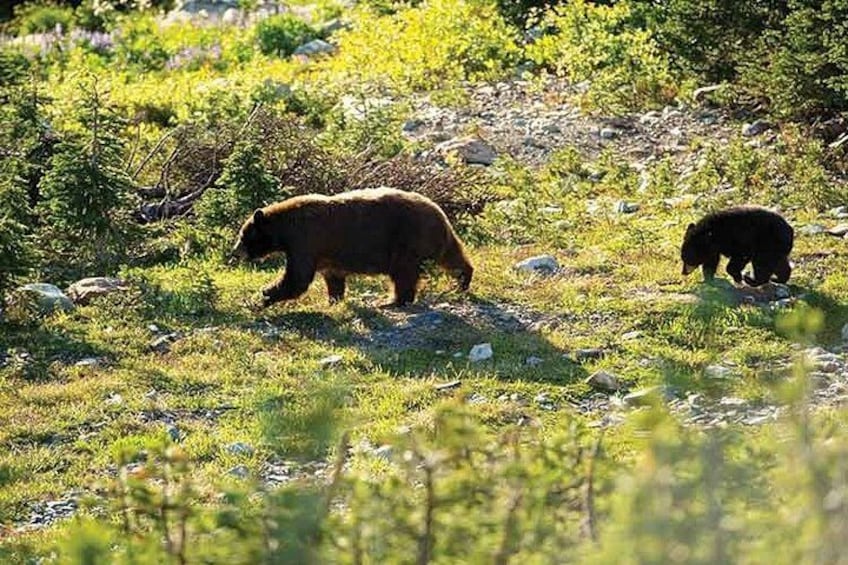 Twee beren lopen over een begroeid veld met rotsen en struiken. 4