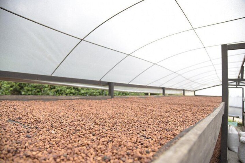 Coffee Tour from Bogota at La Palma Plantation and El Tucan 4