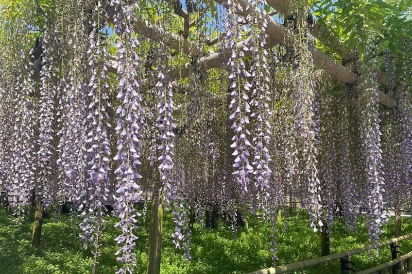 A garden with purple wisteria vines hanging from trees. 3