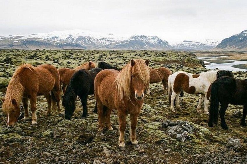 Explore Reykjavik & the Icelandic Landscape: A Self-Guided Tour 3