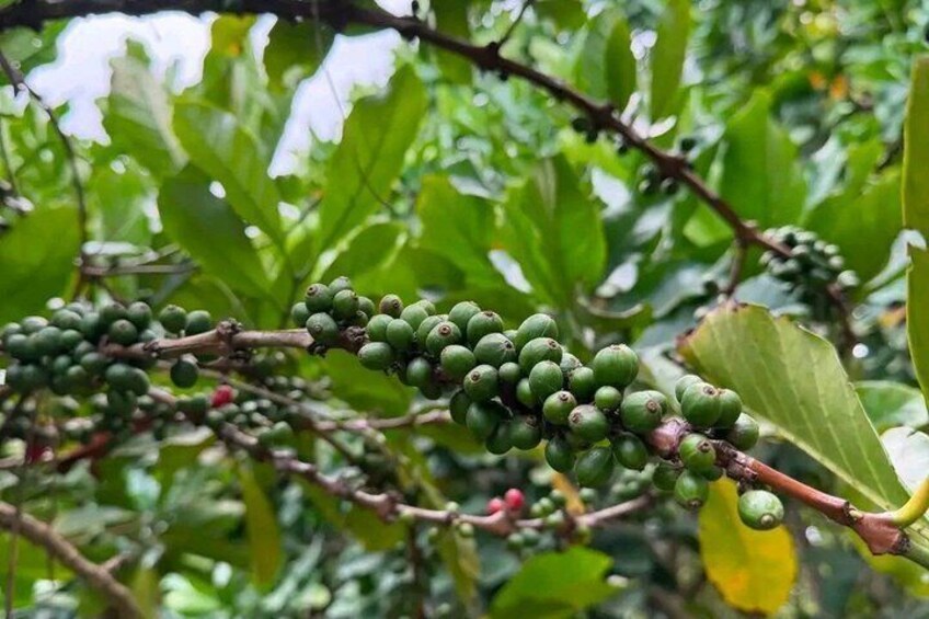 Zanzibar Jozani Forest and Spice Farm Tour with Swahili Lunch 4