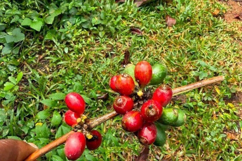 Zanzibar Jozani Forest and Spice Farm Tour with Swahili Lunch 3