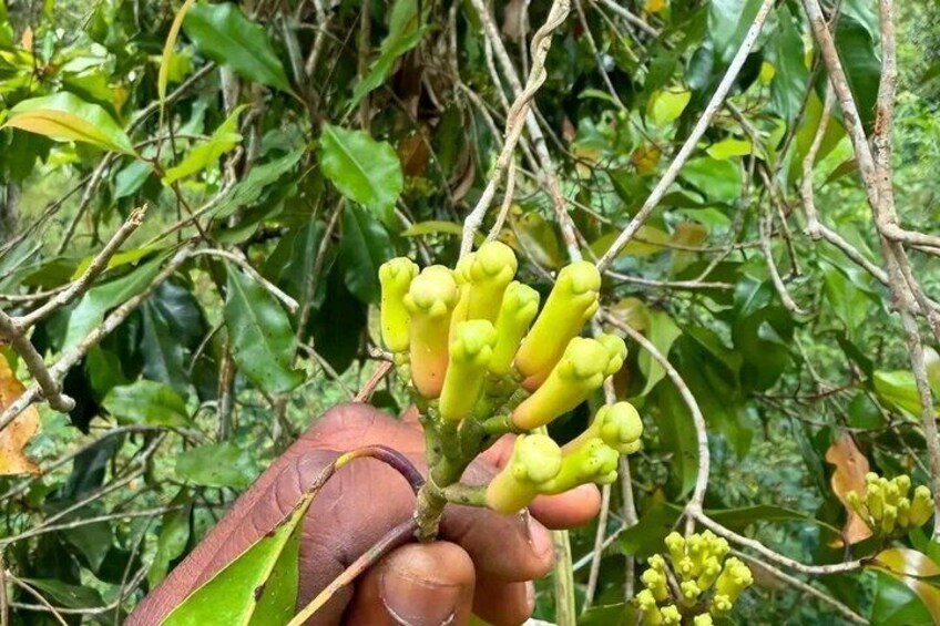 Zanzibar Jozani Forest and Spice Farm Tour with Swahili Lunch 2