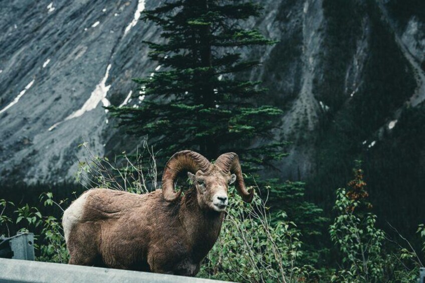 Waterton National Park Full-Day Private Tour From Calgary 2