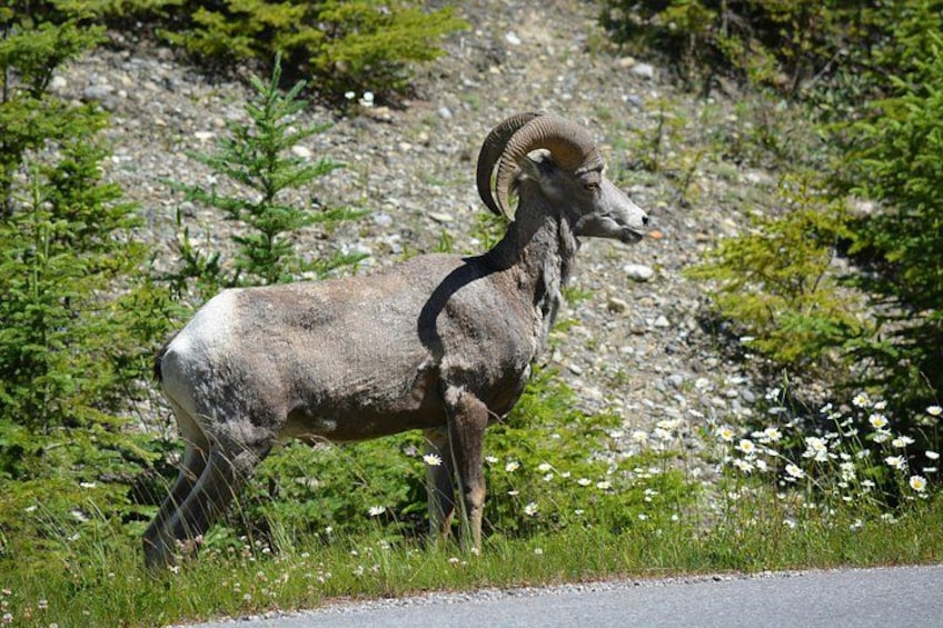 Waterton National Park Full-Day Private Tour From Calgary 2