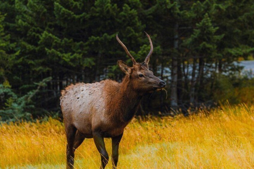 Waterton National Park Full-Day Private Tour From Calgary 3