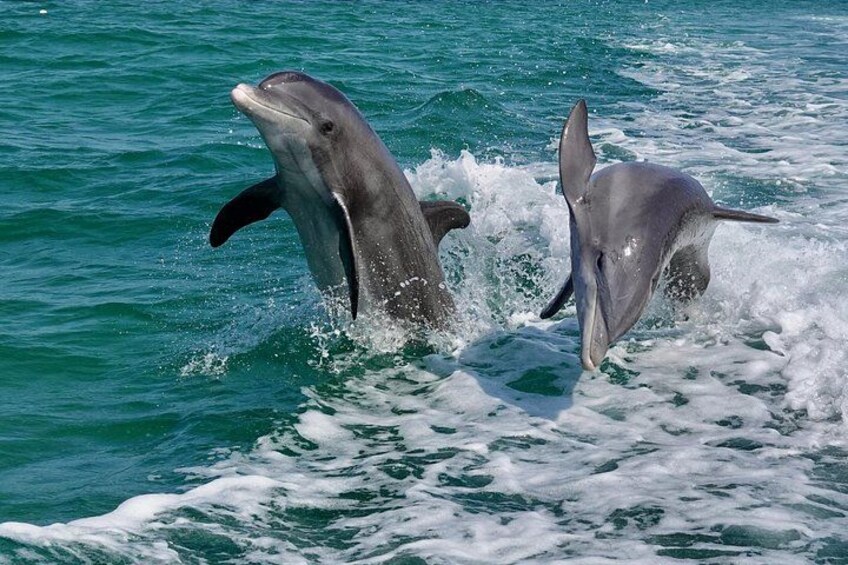 Anna Maria Island Dolphins & Beginners Snorkeling Adventure 4Hrs 1