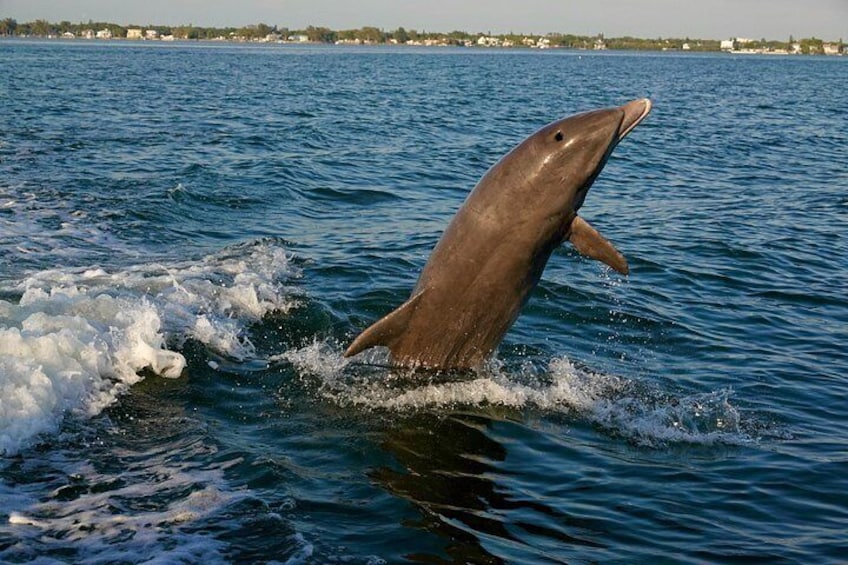 Anna Maria Island Dolphins & Beginners Snorkeling Adventure 4Hrs 2