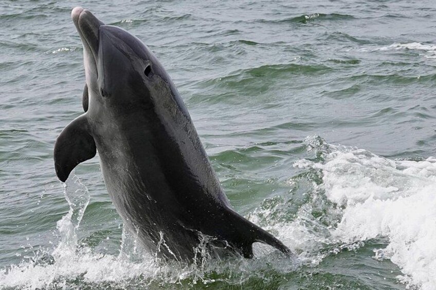 Anna Maria Island Dolphins & Beginners Snorkeling Adventure 4Hrs 2