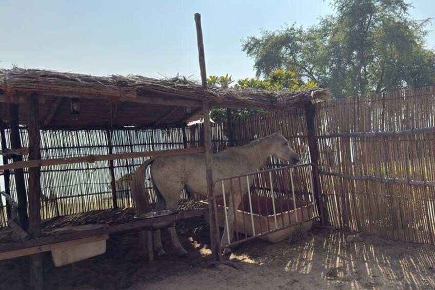 A horse in a wooden stable with a straw roof. 4