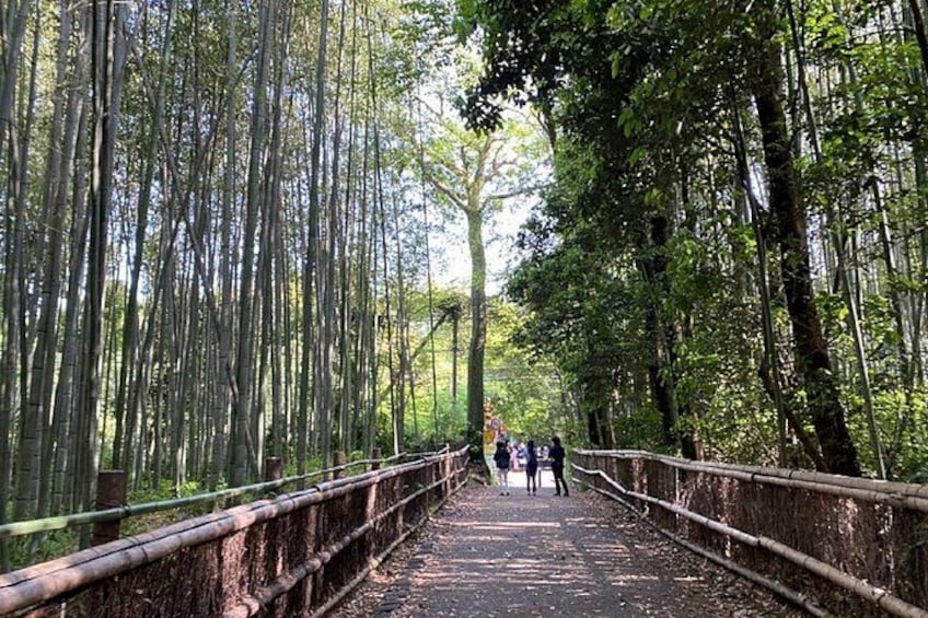 A bamboo forest with a wooden bridge. 3