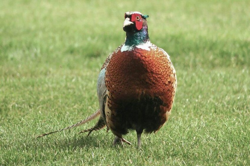 A pheasant standing on grass. 5