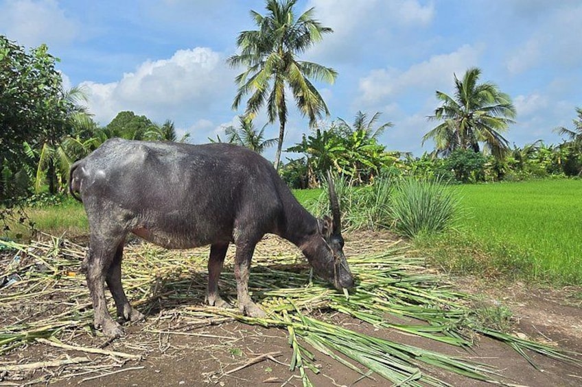 A buffalo grazing in a field with palm trees in the background. 1