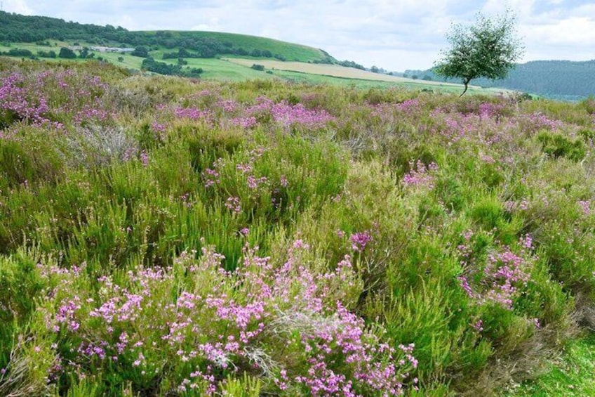 Afternoon Tour North York Moors National Park 2
