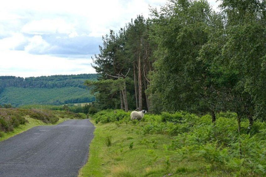 Afternoon Tour North York Moors National Park 3