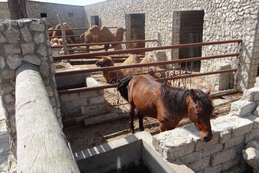 A stable with horses and a stone building in the background. 5