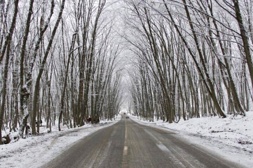 A snow-covered road flanked by leafless trees. 2
