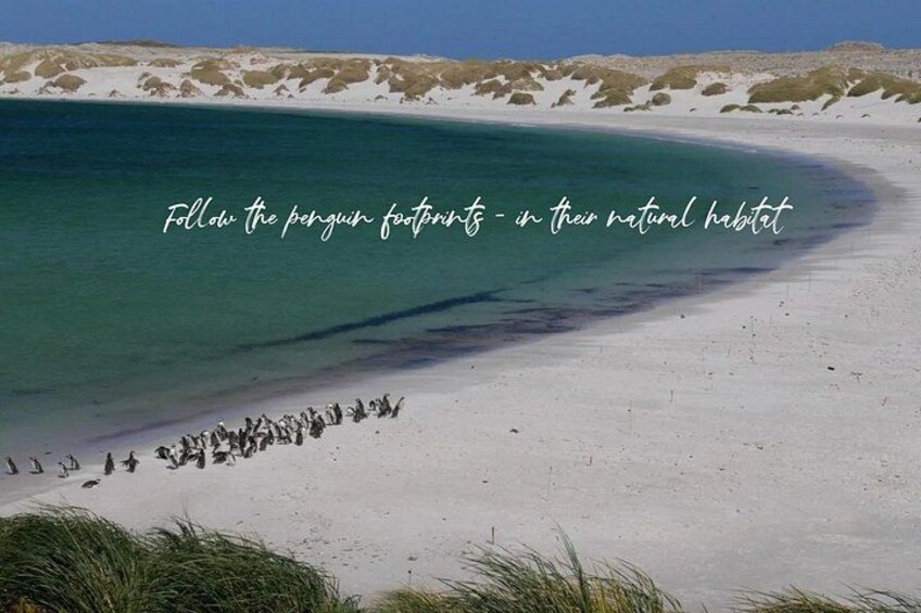 A beach with penguins. 1