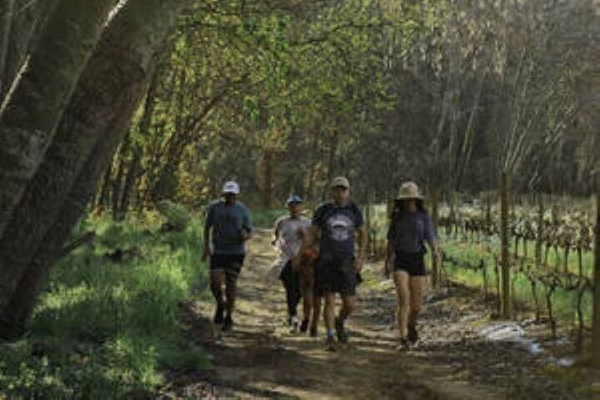 Explore Morgenhof by E Quad Ride and Hike with Wine Tasting 3