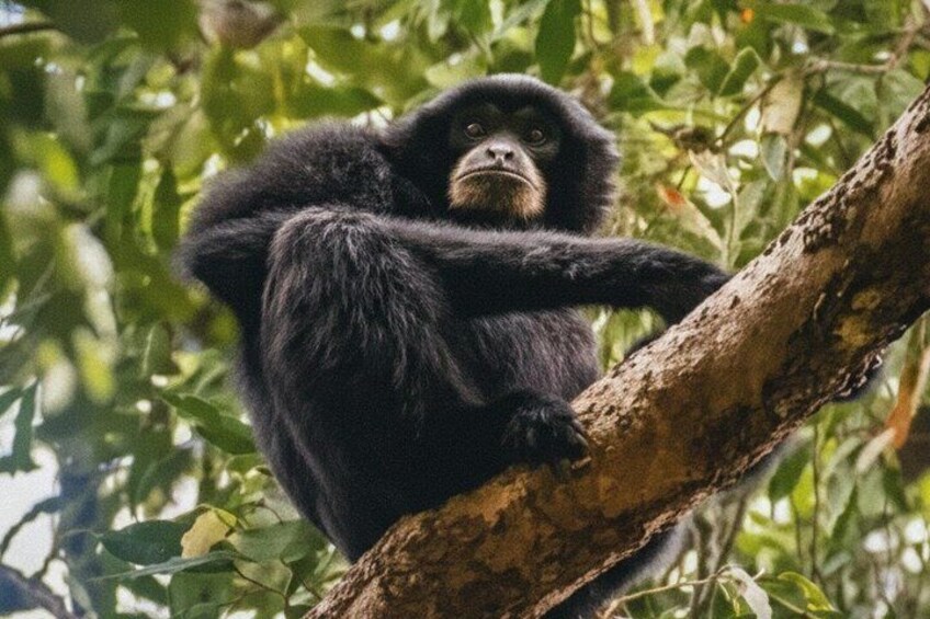 3-Day Ethical Orangutan Jungle Trek & River Tubing | Bukit Lawang 5