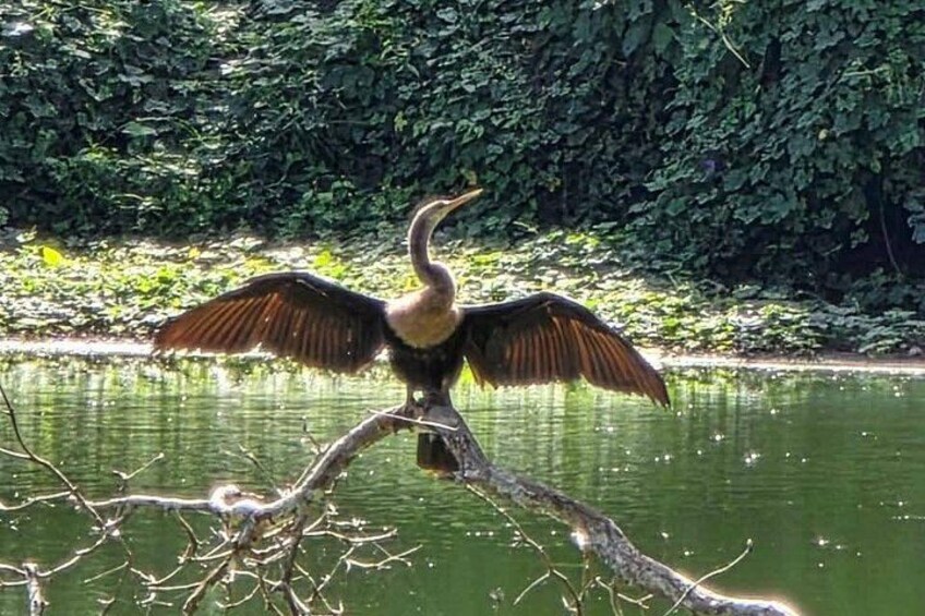 Un pájaro con las alas extendidas posado en una rama sobre el agua. 1