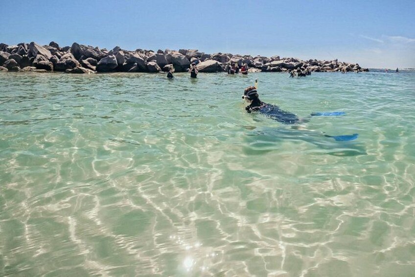 A dog swimming in clear water near rocks. 2