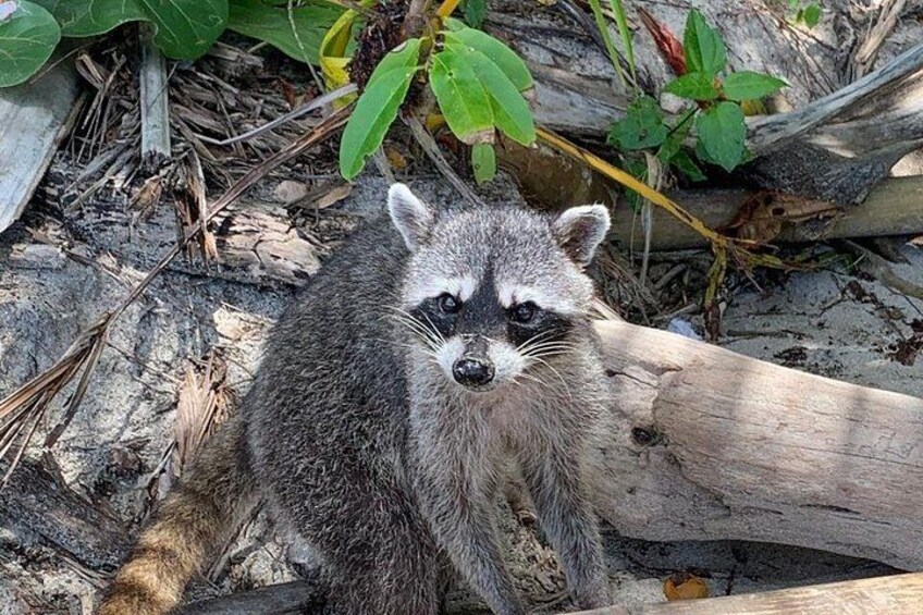 Ein Waschbär sitzt auf einem Baumstamm, umgeben von natürlichem Treibgut und Blättern. 4