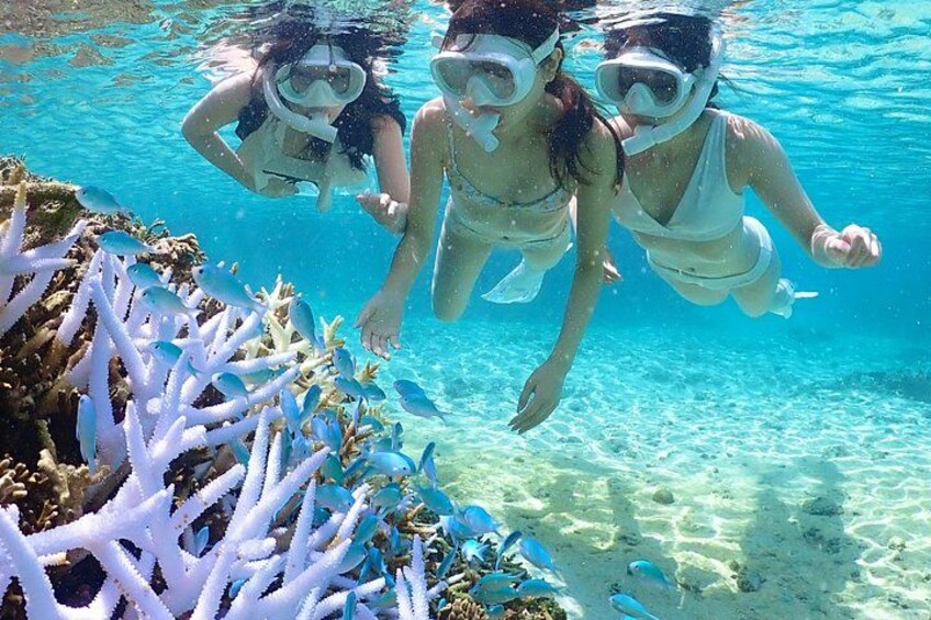 Two people snorkeling underwater with coral and fish. 2