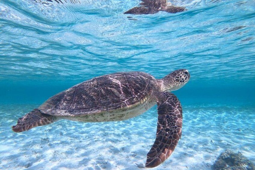 A sea turtle swimming underwater. 4